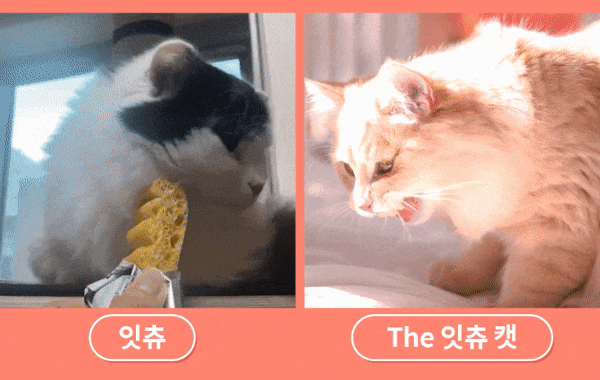 it 더 잇츄 캣 (치킨&사과/황태&고구마/연어&레드비트)-상품이미지-6